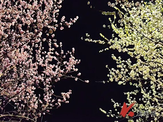 大通社记者 解诗涵 摄