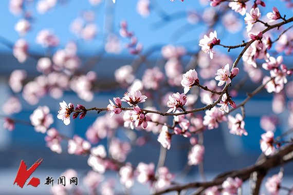 本站原创 点击数